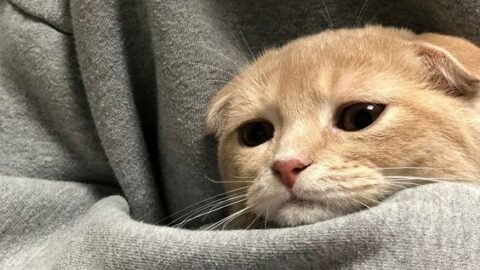 cat meme