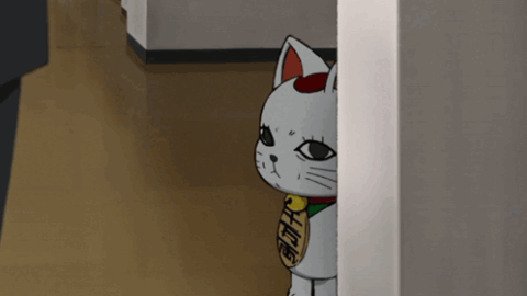 cat meme