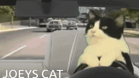 cat meme