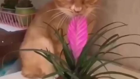 cat meme
