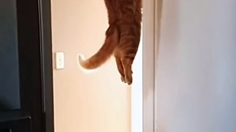 cat meme