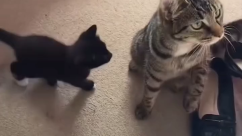 cat meme