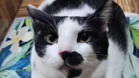 cat meme