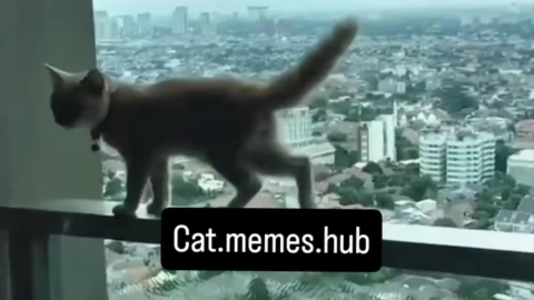 cat meme