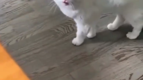 cat meme