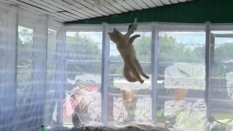 cat meme