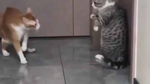 cat meme