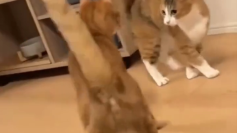 cat meme