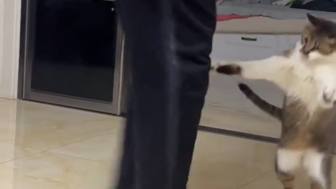 cat meme