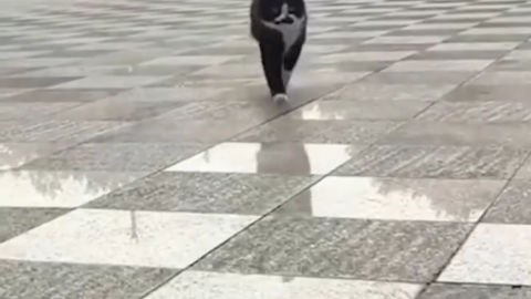 cat meme