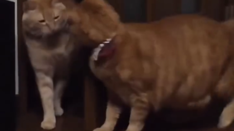 cat meme