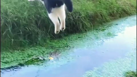 cat meme