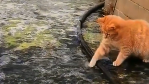 cat meme