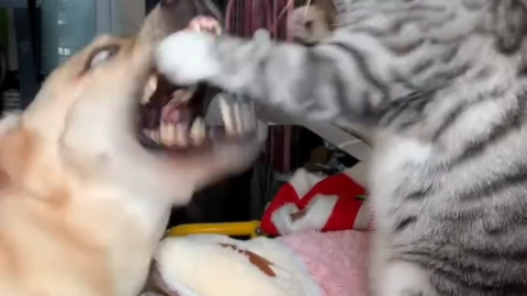 cat meme