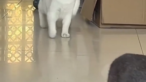 cat meme