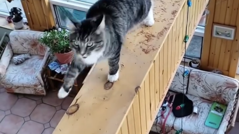 cat meme
