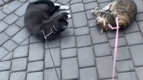 cat meme