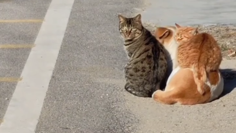 cat meme