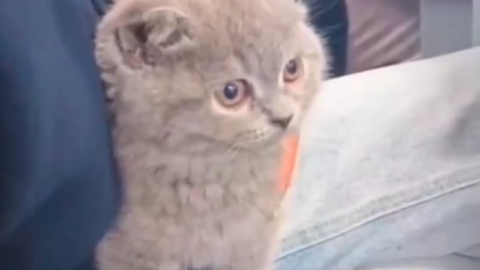 cat meme