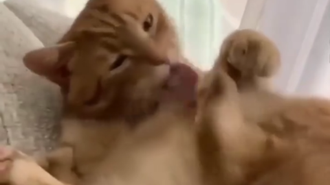 cat meme