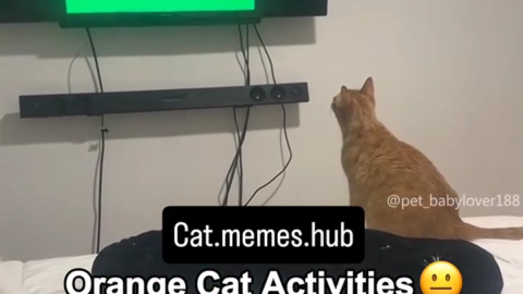 cat meme