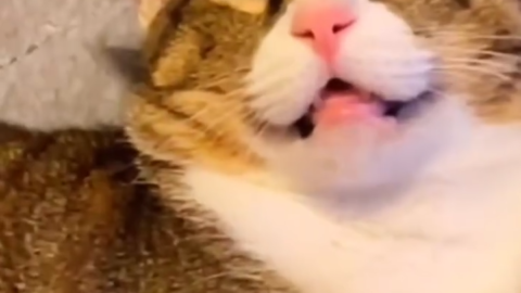 cat meme