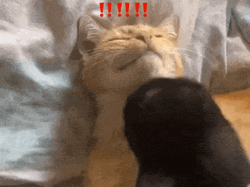 cat meme