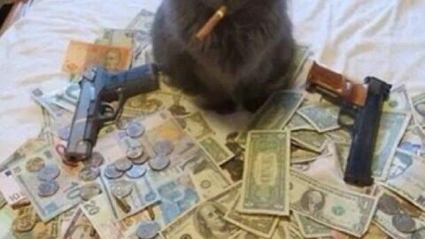 cat meme