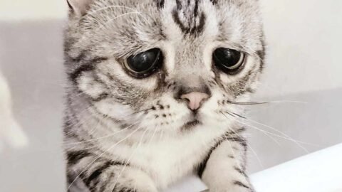 cat meme