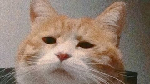 cat meme