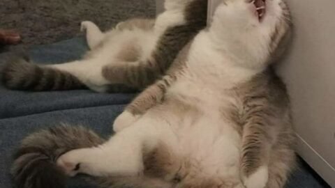 cat meme