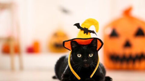 cat meme