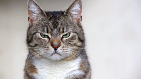 cat meme