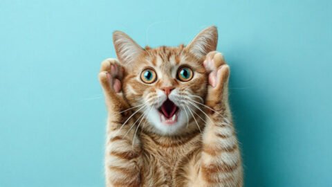 cat meme
