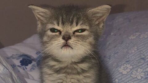 cat meme