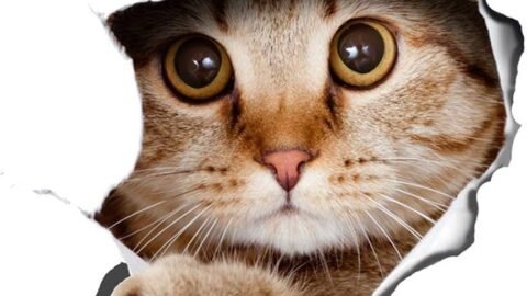 cat meme