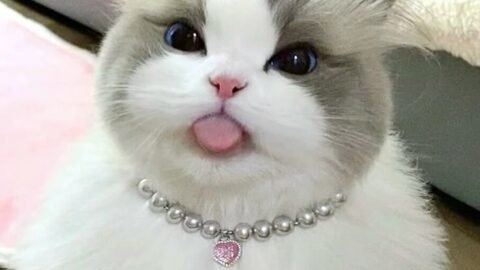 cat meme