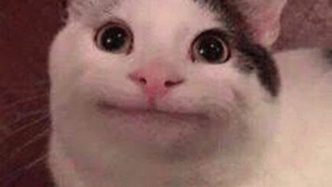 cat meme