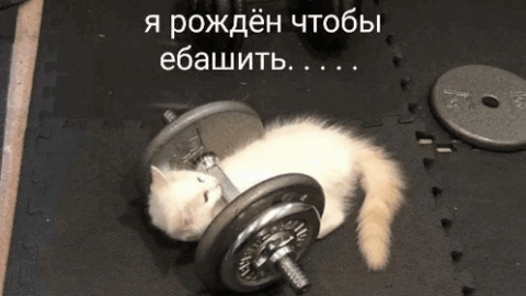 cat meme