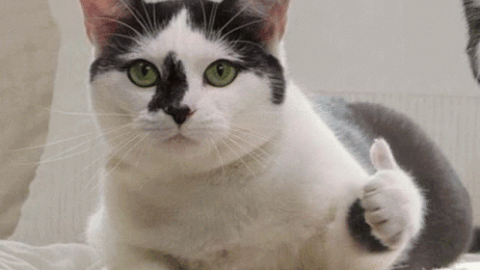 cat meme