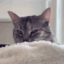 cat meme