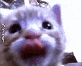 cat meme
