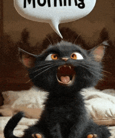 cat meme