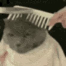 cat meme