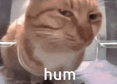 cat meme
