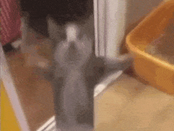 cat meme