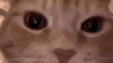 cat meme