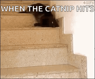 cat meme