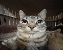 cat meme