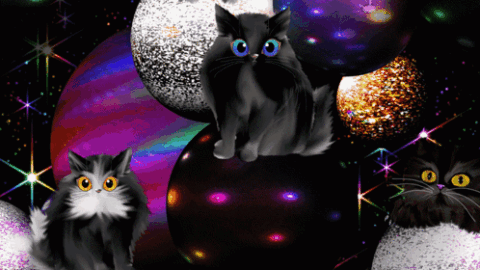 cat meme